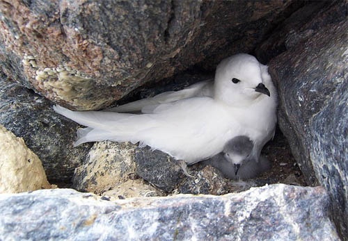 Induk petrel salju & anaknya.