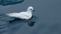 Seekor petrel salju yang sedang mengapung.