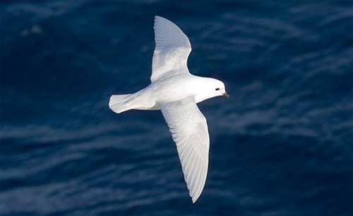 Petrel salju saat terbang.