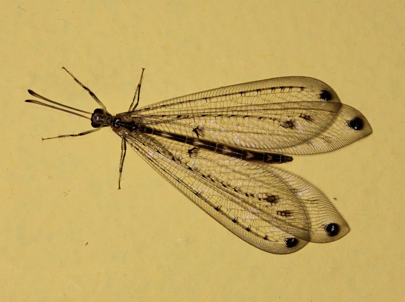Undur-undur dewasa. (NireshaJAththa / wikipedia.org)