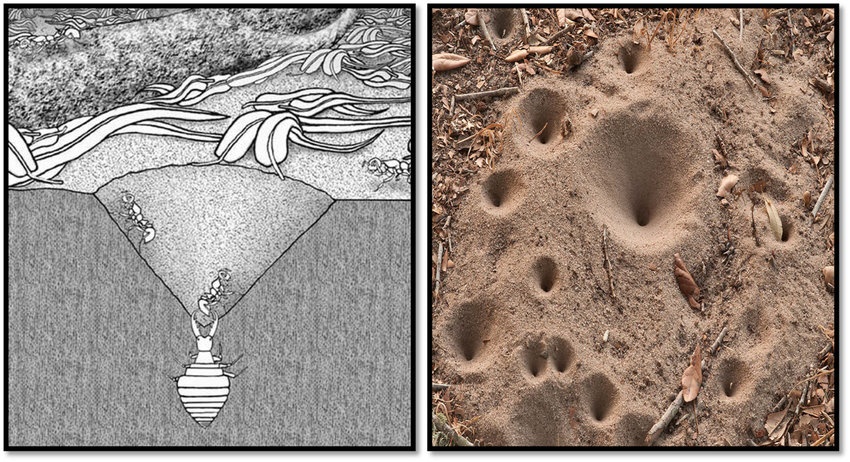 Gambar ilustrasi undur-undur saat menjebak semut (kiri) & foto sarang jebakan undur-undur dilihat dari atas (kanan). (H.M.B. Al-Hashemi / researchgate.net)