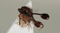 Seekor tawon chalcid. Tawon Lasiochalcidia igiliensis tergolong dalam tawon jenis ini. (Frost Museum / flickr.com)