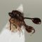 Seekor tawon chalcid. Tawon Lasiochalcidia igiliensis tergolong dalam tawon jenis ini. (Frost Museum / flickr.com)