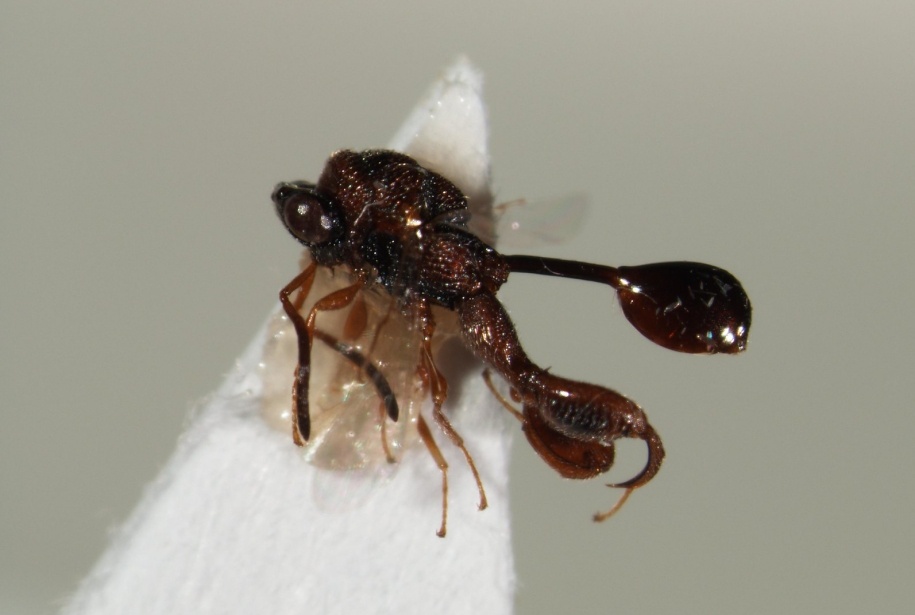 Seekor tawon chalcid. Tawon Lasiochalcidia igiliensis tergolong dalam tawon jenis ini. (Frost Museum / flickr.com)