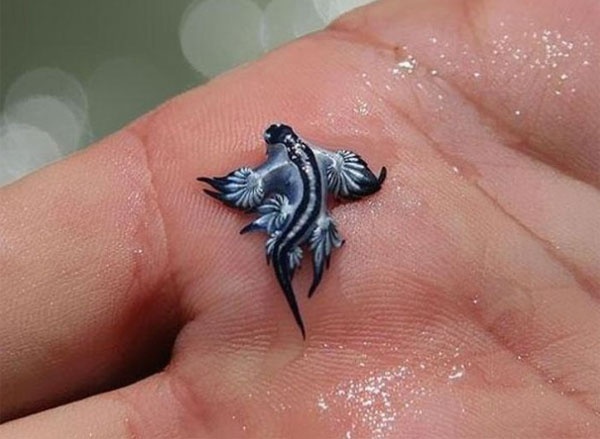 Siput samudra biru di atas tangan manusia.