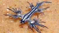 Siput samudra biru yang sedang mengapung di air dangkal. (nudibranch.com.au)