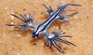 Siput samudra biru yang sedang mengapung di air dangkal. (nudibranch.com.au)