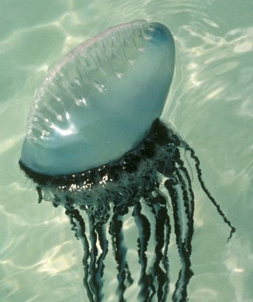 Kapal perang Portugis, mangsa utama siput samudra biru. (nationalgeographic.com)