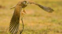 Burung kestrel yang sedang terbang.