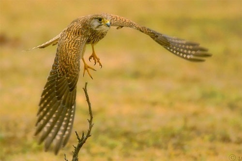 Burung kestrel yang sedang terbang.