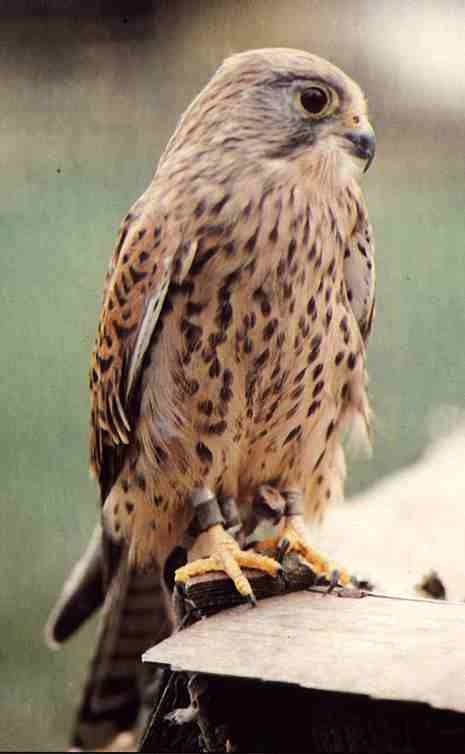 Kestrel yang sedang bertengger.