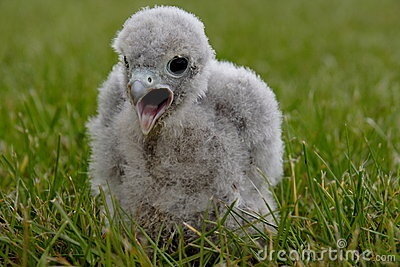 Anak burung kestrel.