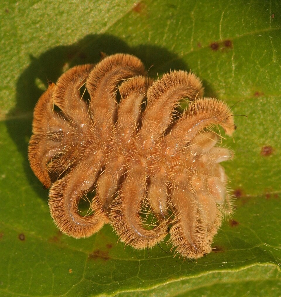 Siput monyet dari spesies Phobetron pithecium. (Greg Dwyer / wikipedia.org)