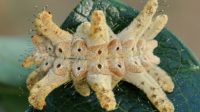Seekor siput monyet dari spesies Phobetron hipparchia. (Vinicius S. Dominguez / wikimedia.org)