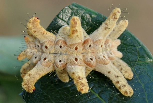 Seekor siput monyet dari spesies Phobetron hipparchia. (Vinicius S. Dominguez / wikimedia.org)