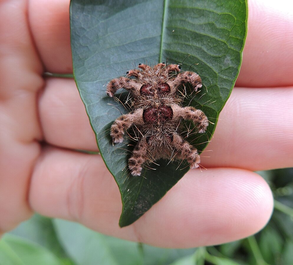 Perbandingan ukuran siput monyet dengan tangan manusia. (Riella, Fabricio Mil Homens / inaturalist.org)