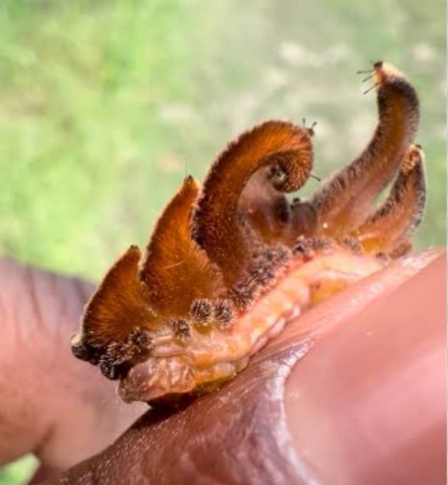 Siput monyet dilihat dari samping. Kepala hewan ini terletak di bagian kiri, sementara barisan kakinya berwarna terang & terletak di bagian bawah tubuh. (kelvinwiley / instagram.com)